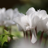 白な花