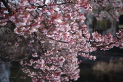 寒桜