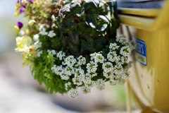 wagon  flower