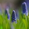 ムスカリな春