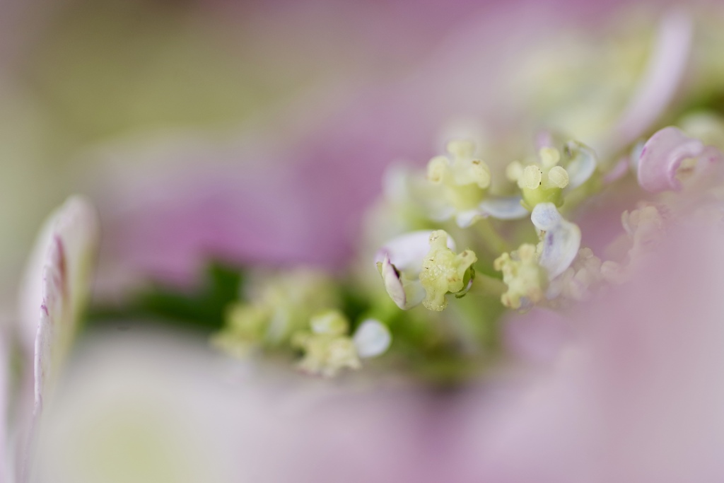 紫陽花な蕊