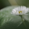 flower-2