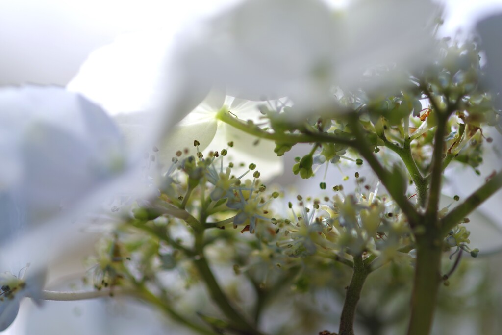 under the flower