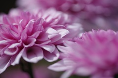 macro-6