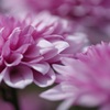 macro-6