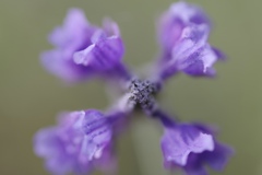 Xな花