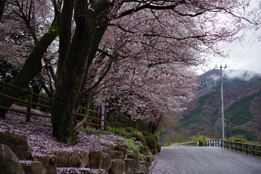 秘境な桜