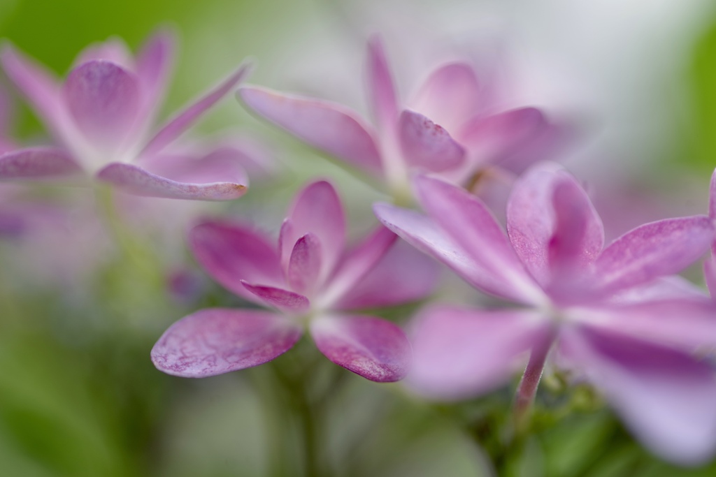 紫陽花な季節