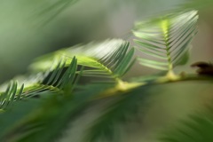 緑な羽根