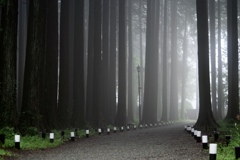 deep  forest