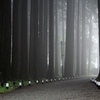 deep  forest