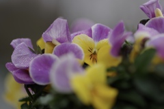 冬な花