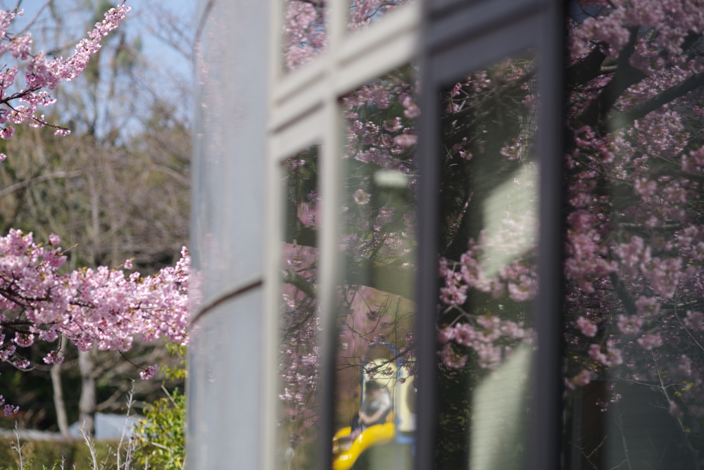 向こうの桜