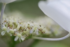白な紫陽花