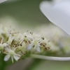 白な紫陽花