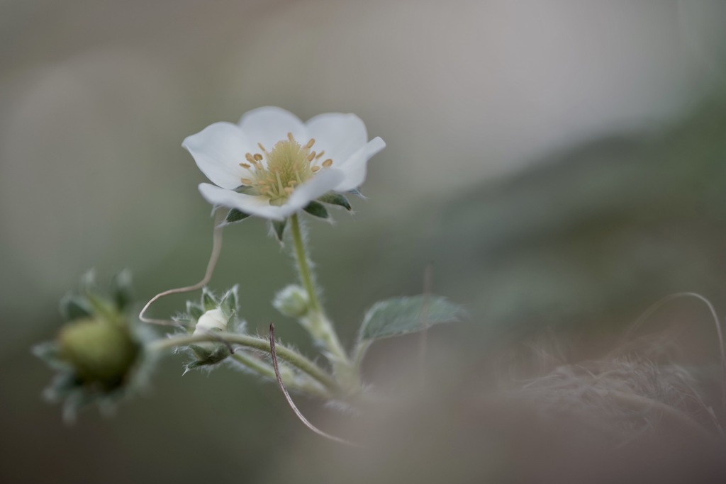 イチゴ花