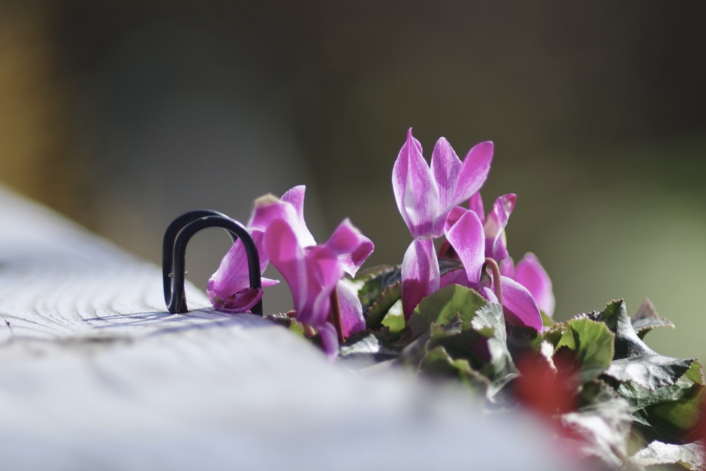 崖っぷちで踏ん張る花の写真