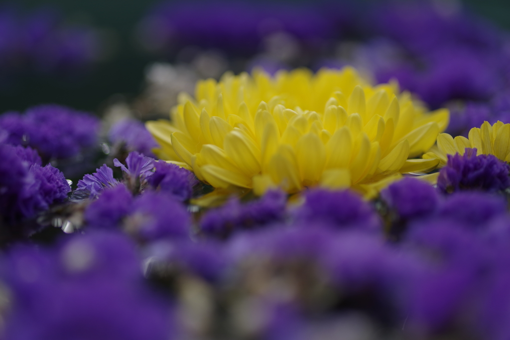 紫世界な黄花