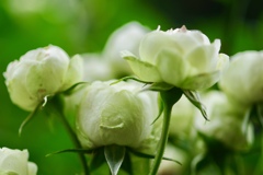 薄緑な薔薇