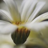 flower-9