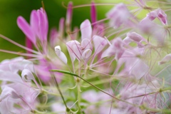 蝶華