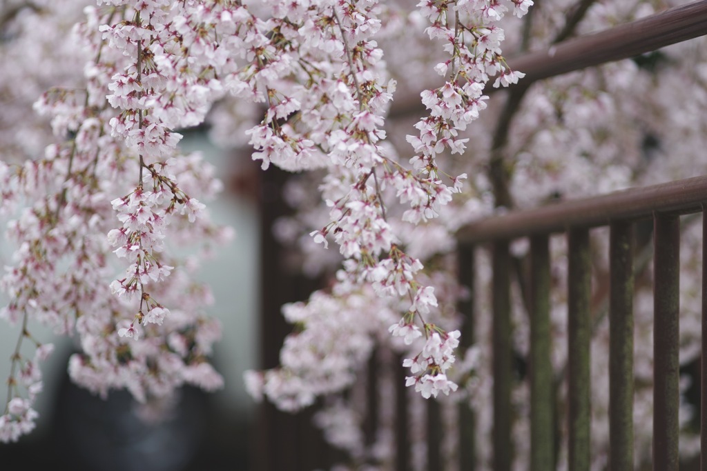 フェンスな桜