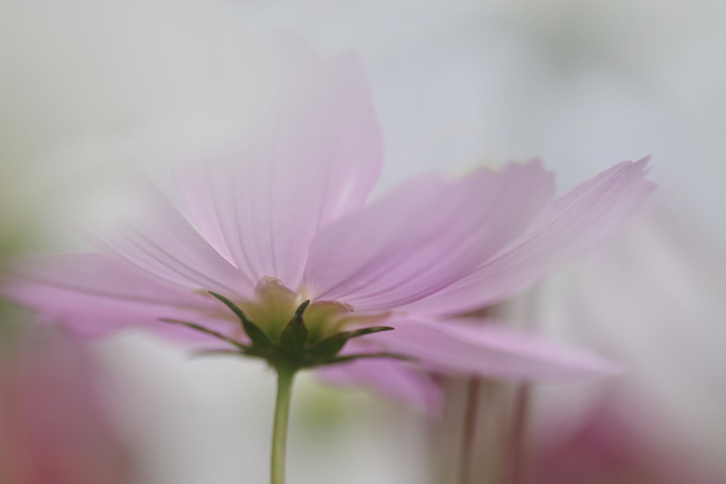 桃秋桜