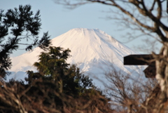 木々の合間から富士山ドーン