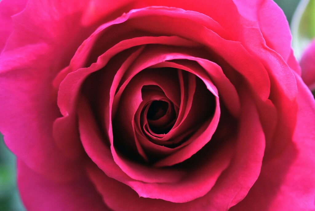 今日の薔薇