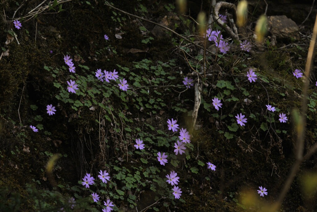 壁に咲く花