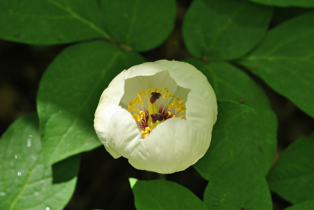 待ちに待った開花