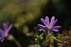 高嶺の花