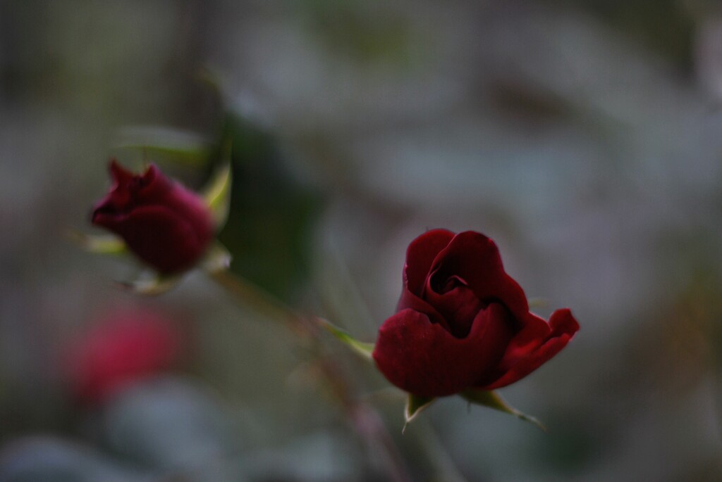 冬の薔薇