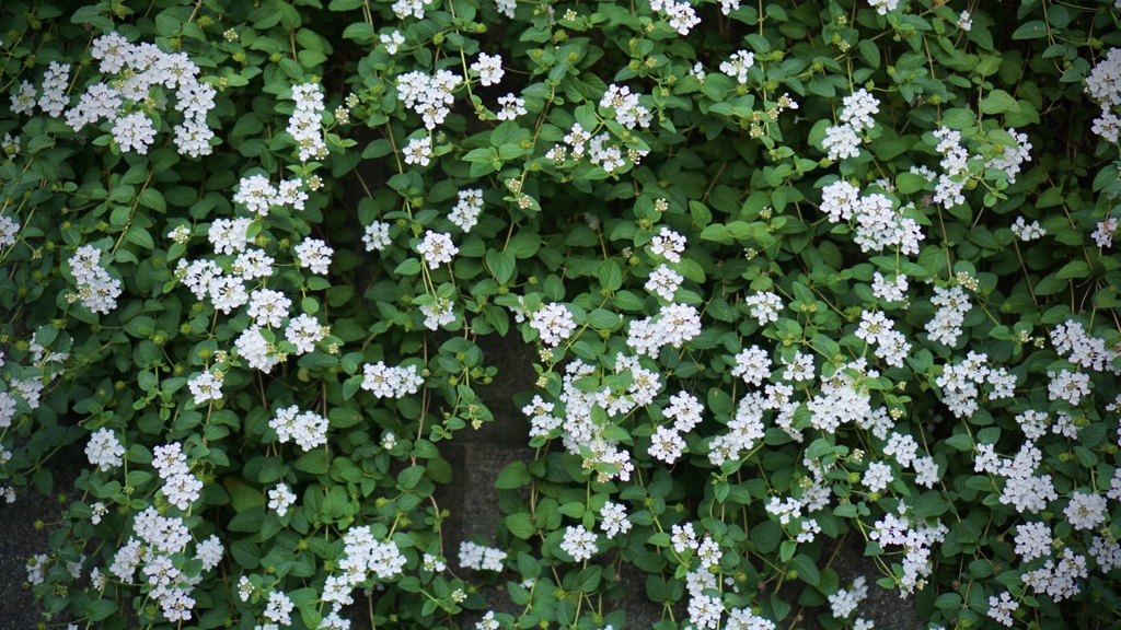 お花撮ってみました。