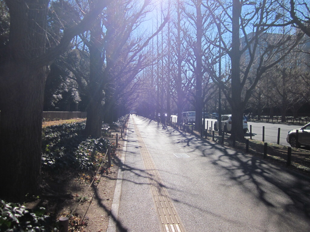 銀杏並木（神宮外苑）