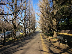 銀杏並木（神宮外苑）