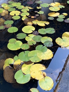 野坂寺