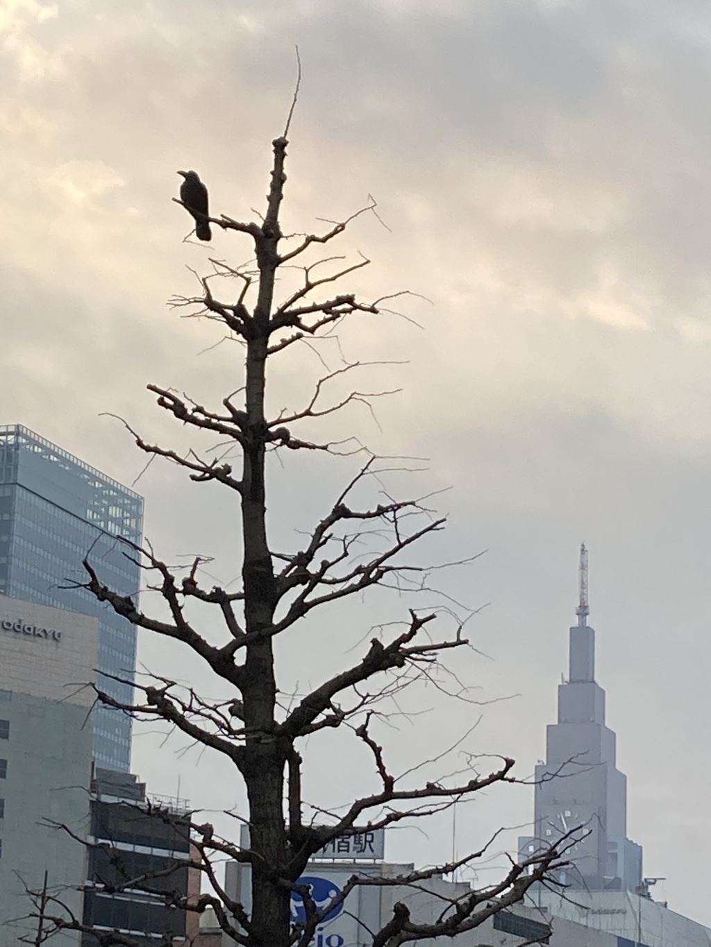 新宿の朝１