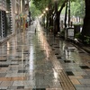 雨の表参道１