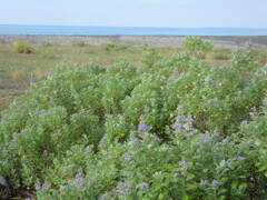海岸に咲く