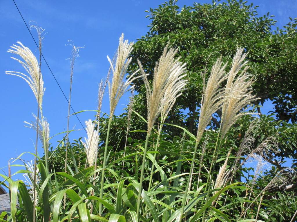 ススキ