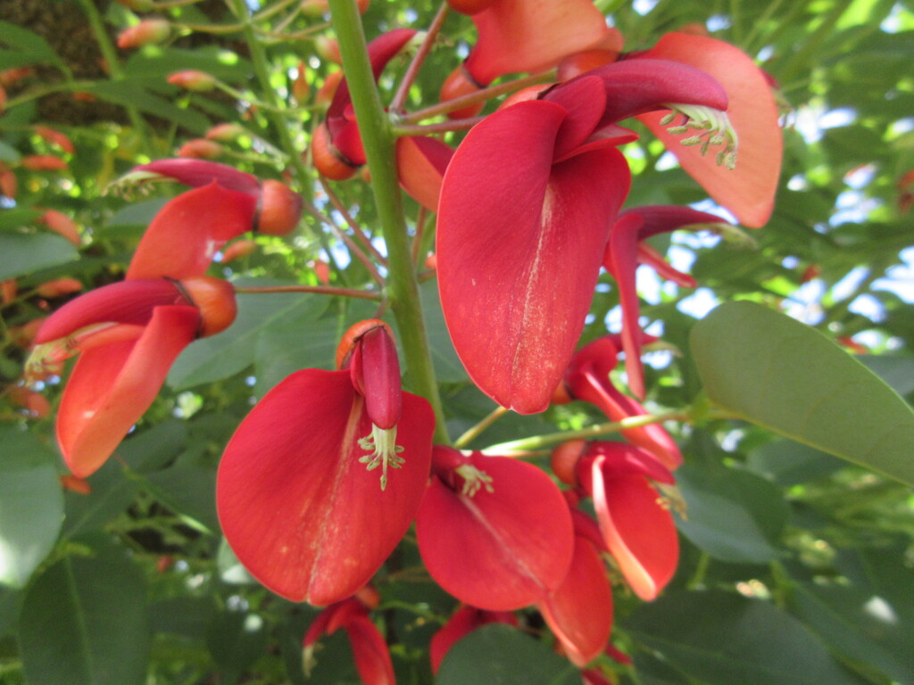 アメリカデイゴ