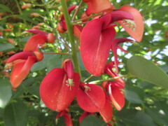 アメリカデイゴ