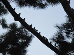 小鳥のお宿