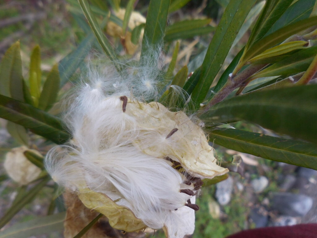 風船トウワタ