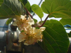 キウイの花
