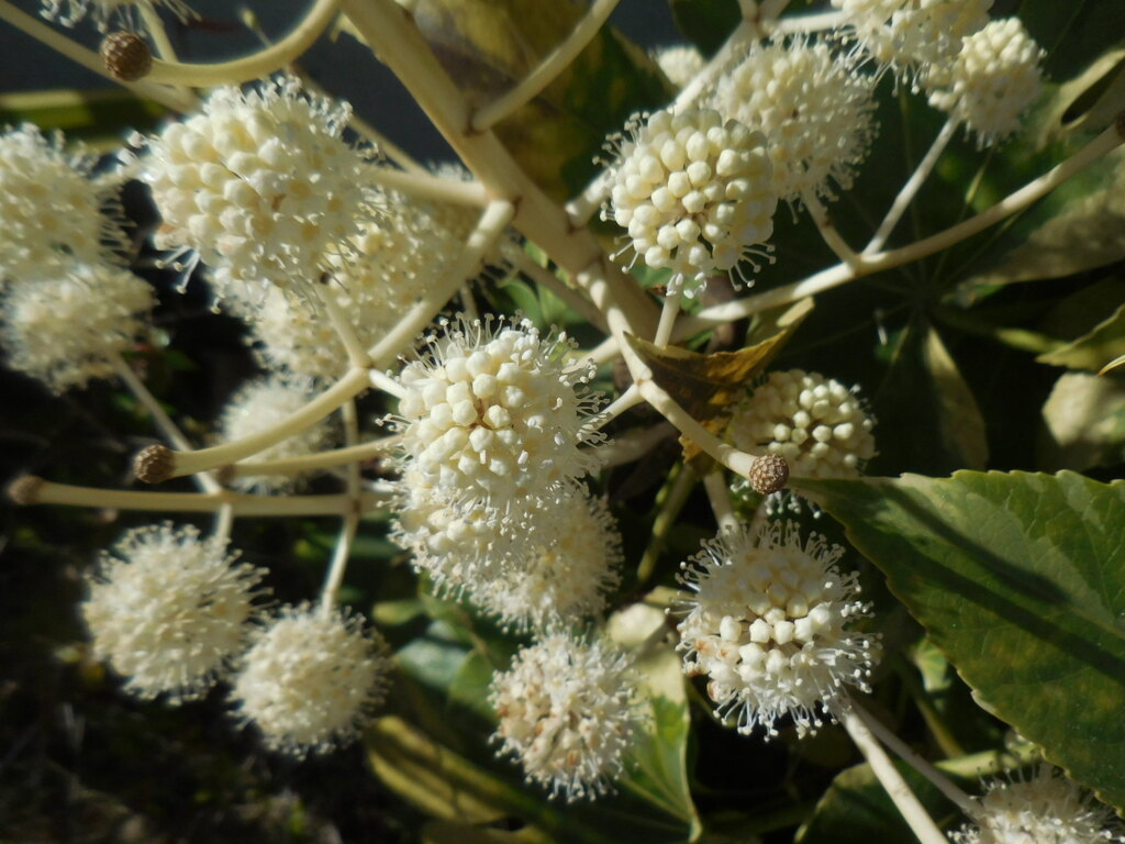 八つ手の花