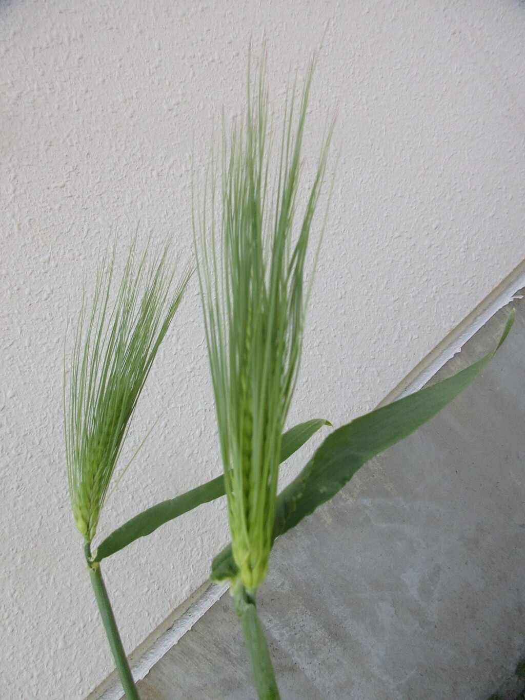 麦
