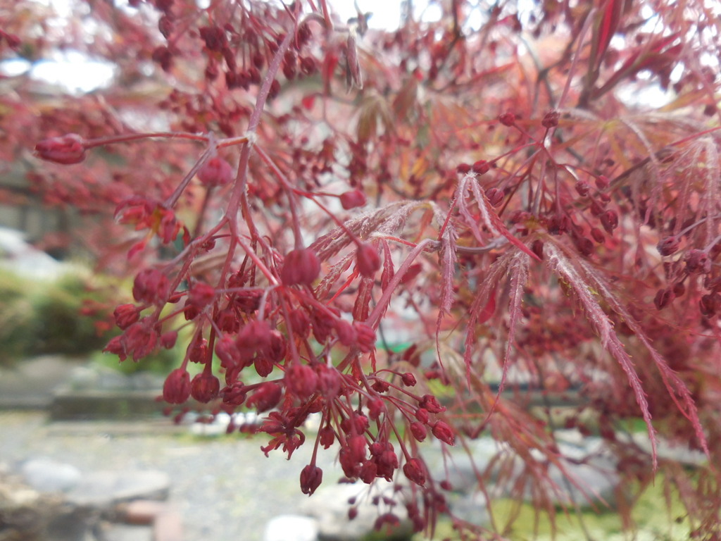 もみじの花