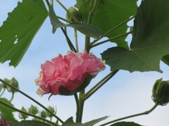 酔芙蓉　夕